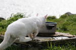 Free Picture of White Feral Cat Walking Towards a Water Dish