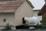 Free Picture of White Feral Cat Looking in the Hole of a Cat House