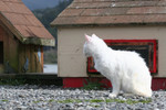 Free Picture of Feral White Cat Beside Cat Houses Watching Something in the Distance