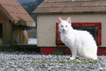 Free Picture of Feral White Cat Looking at the Camera