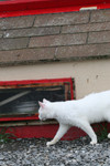 Free Picture of Feral Cat Walking Beside a Cat House