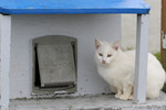 Free Picture of Feral White Cat Sitting Beside a Cat House Door