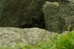 Free Picture of Black Feral Cat Hiding Behind a Boulder