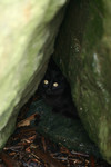 Free Picture of Stray Black Cat Hiding in Rocks Along the Oregon Coast