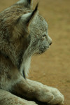 Free Picture of Canada Lynx on Dirt