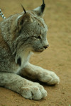Free Picture of Canadian Lynx on a Chain Leash