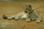Free Picture of Young Cougar on a Leash