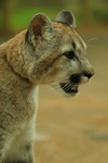 Free Picture of Young Cougar Closeup