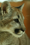 Free Picture of Close-up Cougar Portrait