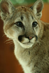 Free Picture of Young Cougar Portrait