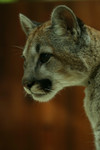 Free Picture of Young Teen Cougar Cat Portrait