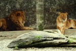 Free Picture of Male and Female Lion Laying and Resting Together