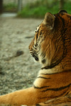 Free Picture of Royal Bengal Tiger Side-Shot
