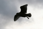 Free Picture of Silhouette of a Seagull Flying