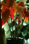 Free Picture of Red Leaves of an Angel Wing Begonia Plant