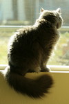 Free Picture of Gray Cat Sitting on a Windowsill and Looking Out of the Window