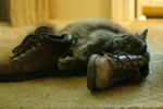 Free Picture of Cat Rubbing Against Leather Boots