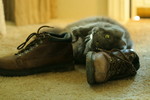 Free Picture of Cat Rubbing Against Smelly Leather Boots