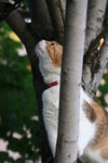 Free Picture of Cat in a Tree Looking for Birds