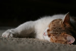 Free Picture of Sleeping Cat