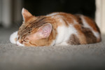Free Picture of Exhausted Calico Cat