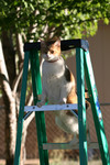 Free Picture of Cat on a Ladder