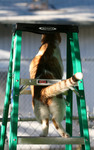 Free Picture of Cat Stuck On a Ladder