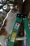 Free Picture of Cat Climbing to the Top of a Ladder