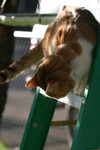 Free Picture of Cat Climbing Down a Ladder