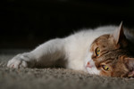 Free Picture of Tired Cat Laying On Carpet Floor