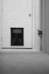 Free Picture of Cat in a Hallway