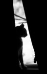 Free Picture of Cat Sitting On a Windowsill Behind Drapes