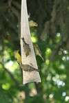 Free Picture of Golden Finches Eating Seed from a Bird Feeder