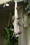 Free Picture of Golden Finches Eating from a Bird Feeder