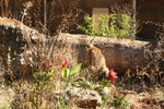 Free Picture of Caracal in a Zoo