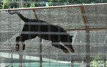 Free Picture of Black Panther Jumping