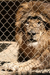 Free Picture of Caged Lion