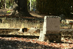 Free Picture of Cat Looking at Tombstone