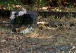 Free Picture of Feral Cat Lying In-front of a Tombstone