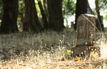 Free Picture of Cemetery Headstone