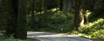 Free Picture of Country Road Through Redwoods