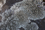Free Picture of Silver Lichen
