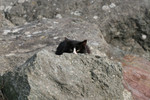 Free Picture of Black & White Cat Hiding Behind a Rock