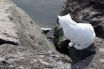 Free Picture of White Cat Looking Down from a Cliff