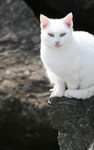 Free Picture of White Cat Sitting on a Cliff