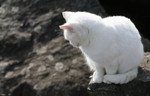Free Picture of Stray White Cat