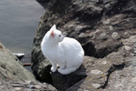 Free Picture of Ocean Cat Looking Back