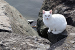 Free Picture of White Cat Sitting on an Ocean Jetty