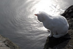 Free Picture of White Cat Looking at the Rouge River