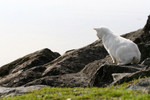 Free Picture of White Cat Hunting for Food